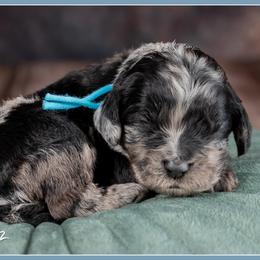 Scar - Merle male Cockapoo puppy in Connersville, Indiana from Deaz Doodle Ranch