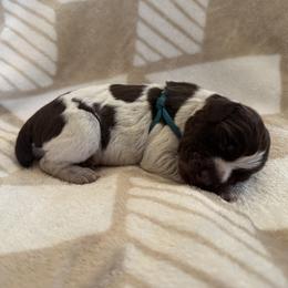 Wirehaired Pointing Griffon Puppies from Idleista Grand Chasseur