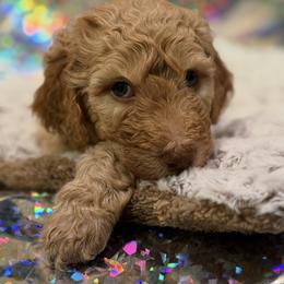 Charming - Red male Bernedoodle puppy in Monument, Colorado from Colorado Dreamin Doodles