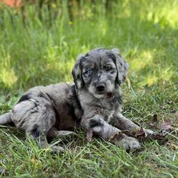 Ditalini - Merle female Goldendoodle puppy in Eugene, Oregon from Oregon's Oodles of poodles & doodles