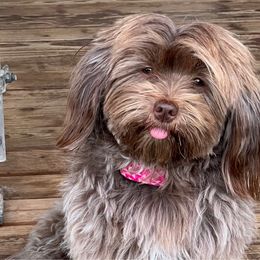 Dixie - Havanese