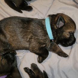 Xero (Blue male) - Sable male German Shepherd puppy in Winchester, Kentucky from Del Lago Canine