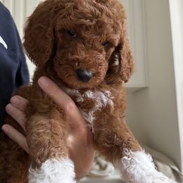 Goldendoodle Puppies from Ankeny Doodles