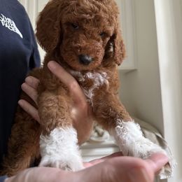 Goldendoodle Puppies from Ankeny Doodles