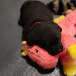 Labrador Retriever Puppies from Steele Caliber Retrievers