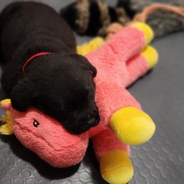 Labrador Retriever Puppies from Steele Caliber Retrievers