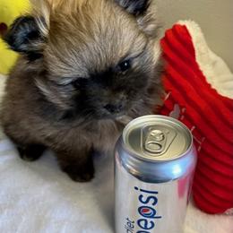 Pomeranian Puppies from Nikki’s lil Pomeranians