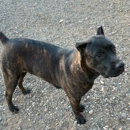 Nyx - Cane Corso
