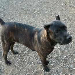 Nyx - Cane Corso