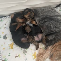 Yorkshire Terrier Puppies from KH Yorkies