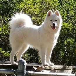 Samoyeds from Samkist
