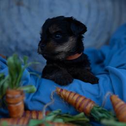 Hevi - Black and tan male Yorkshire Terrier puppy in Bruceville, Indiana from Baby Girl’s Yorkies, Shih-Tzu, Shorkies