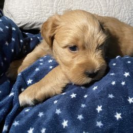 Miniature Schnauzer Puppies from Tamed by Emmy (Emariella’s Miniature Schnauzers)