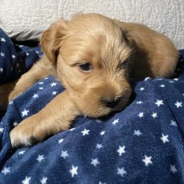 Miniature Schnauzer Puppies from Tamed by Emmy (Emariella’s Miniature Schnauzers)