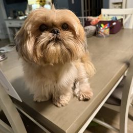 Cooper - Shih Tzu