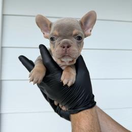 Red Girl - Black and tan female French Bulldog puppy in Dawsonville, Georgia from Baros Kennel