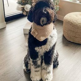 Assorted Doodle Crosses, Bernedoodle, and Goldendoodle All Grown Up from Texas Doodle Dandies