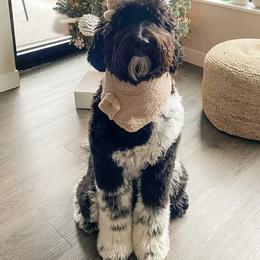 Assorted Doodle Crosses, Bernedoodle, and Goldendoodle All Grown Up from Texas Doodle Dandies