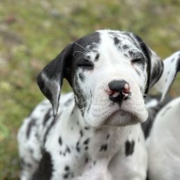Great Danes from Evergreen Danes