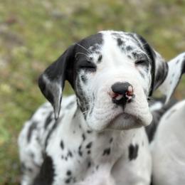 Great Danes from Evergreen Danes