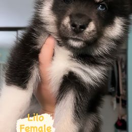 Pomsky Puppies from A1 Pomskies