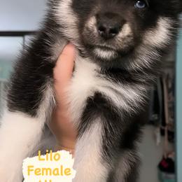 Pomsky Puppies from A1 Pomskies