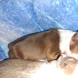 Boston Terrier Puppies from M&Bs Boston Terriers