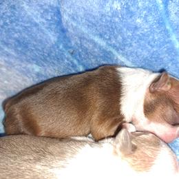 Boston Terrier Puppies from M&Bs Boston Terriers