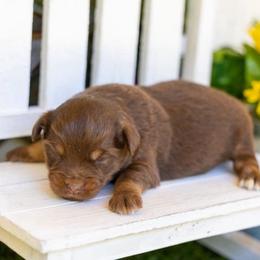Sienna - Red tri female Miniature Australian Shepherd puppy in Granbury, Texas from Texas Miniature Aussies