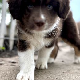 Miniature Australian Shepherd Puppies from Kizmit Farmz