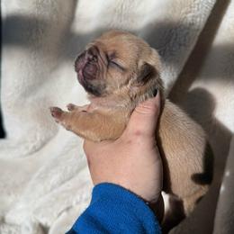 Fawn boy - Fawn male French Bulldog puppy in Piedmont, Oklahoma from 5A Frenchies
