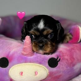 Pink Collar - Black and tan female Cavalier King Charles Spaniel puppy in Somerset, California from Cantina Labs and Cavs