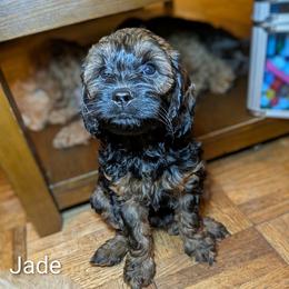 Jade - Brown and tan female Cockapoo puppy in Sunset, Louisiana from Cano Cockapoos