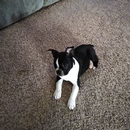 Boston Terrier Puppies from The Terriers Place