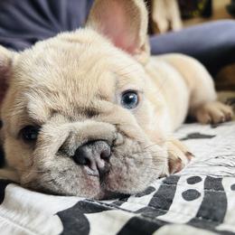 Lemon Loaf - Fawn and white female French Bulldog puppy in Edmonds, Washington from Matra French Bulldogs