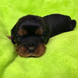 Clara - Black and tan female Cavalier King Charles Spaniel puppy in Spokane, Washington from PJE Cavs and Poos