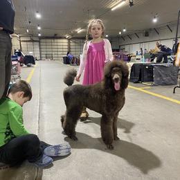 Poodle All Grown Up from Purley Poodles