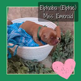 Elphaba (Elphie) - Dark golden female Golden Retriever puppy in Driggs, Idaho from SK Golden Retrievers
