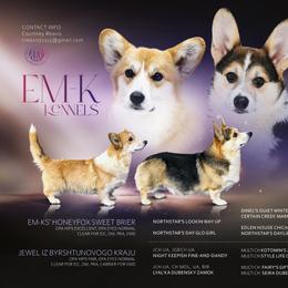 Pink Collar - Red female Pembroke Welsh Corgi puppy in Abingdon, Virginia from Em-K Kennels