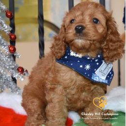Cockapoo Puppies from Chesley Hill Cockapoos