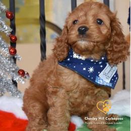 Cockapoo Puppies from Chesley Hill Cockapoos