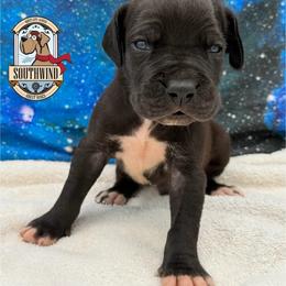 Chazzzzzzz - Black male Great Dane puppy in White City, Kansas from Southwind Great Danes