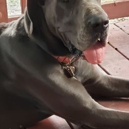Great Danes from BLUE STEAL DANES