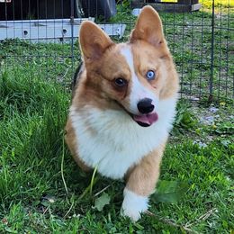Zuko - Blue merle and white male American Corgi puppy in Dunbar, Nebraska from Nightstreak Corgis