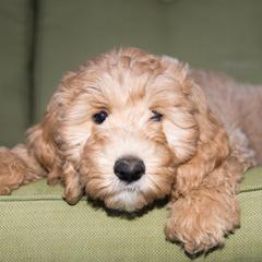 Bernedoodle and Double Doodle Puppies from Cloud Nine Doodles