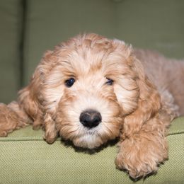Bernedoodle and Double Doodle Puppies from Cloud Nine Doodles
