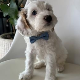 HopScotch - Cream male Goldendoodle puppy in Gilbert, Arizona from DogHouse Doodles