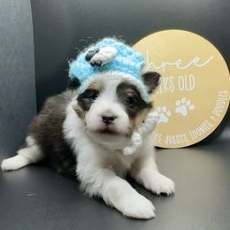 DERBY - Black & tan male Toy Shetland Sheepdog puppy in Livonia, Michigan from M7’s Shelties, Toonies & AussieDoodles