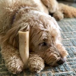 Goldendoodles from Isle of Coles Goldendoodles