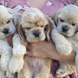 Cocker Spaniel Puppies from Cuttin Blue Farms